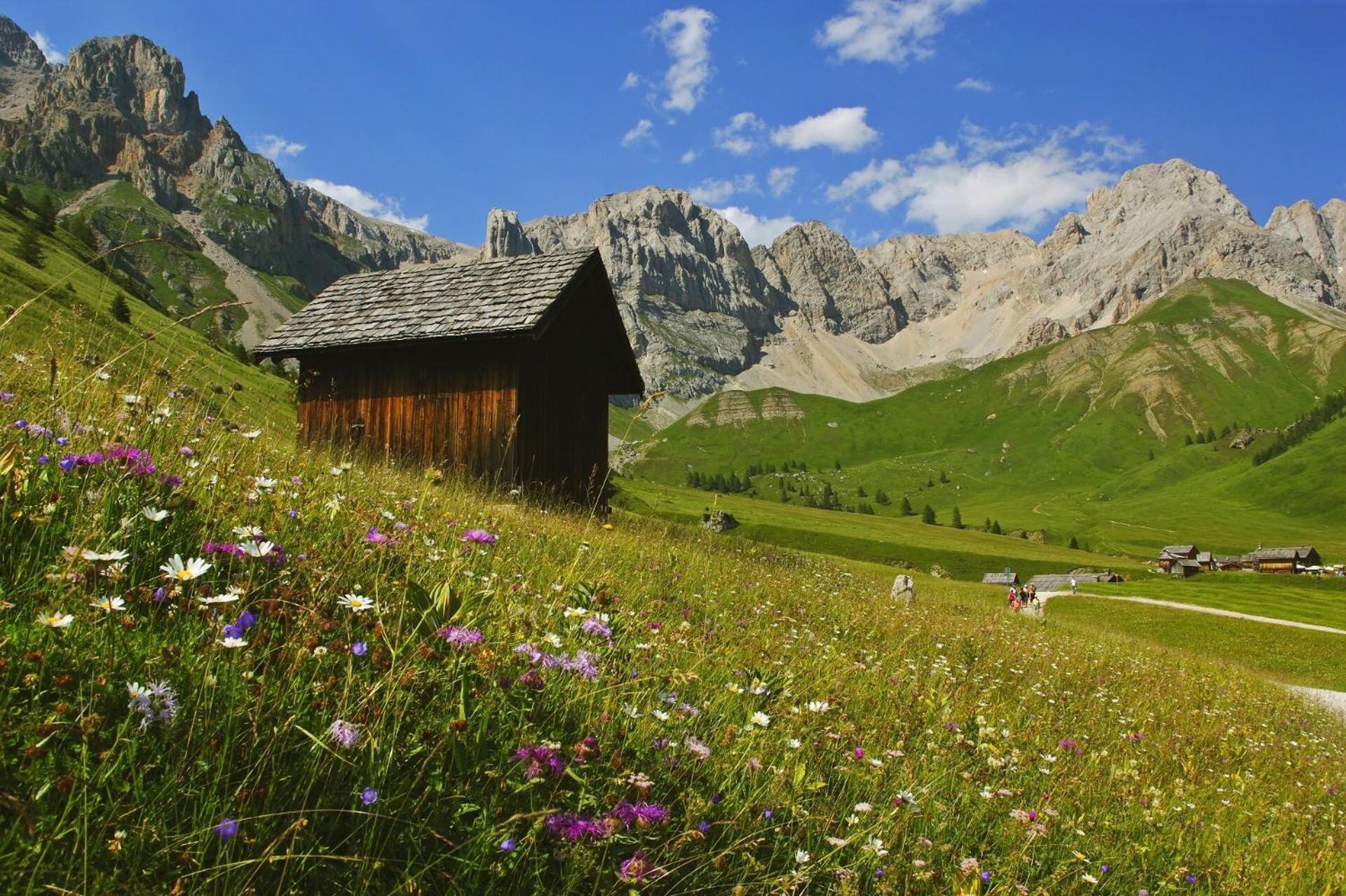 Cesa Col De Pin